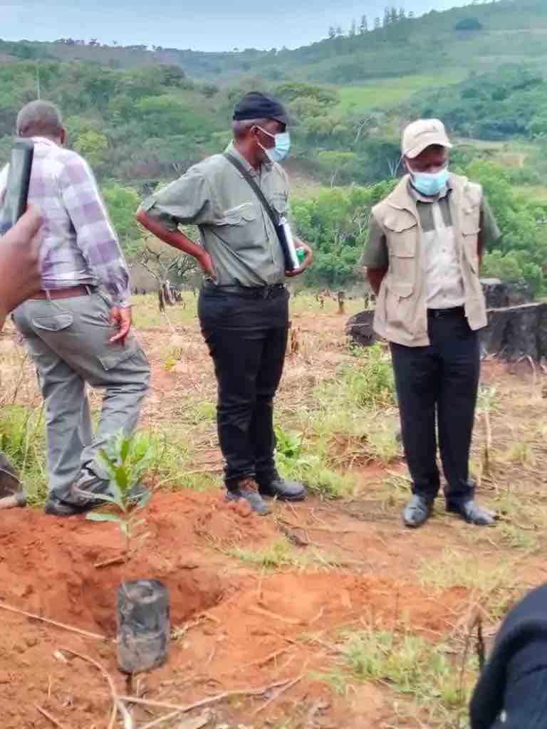 ZCF national tree planting day