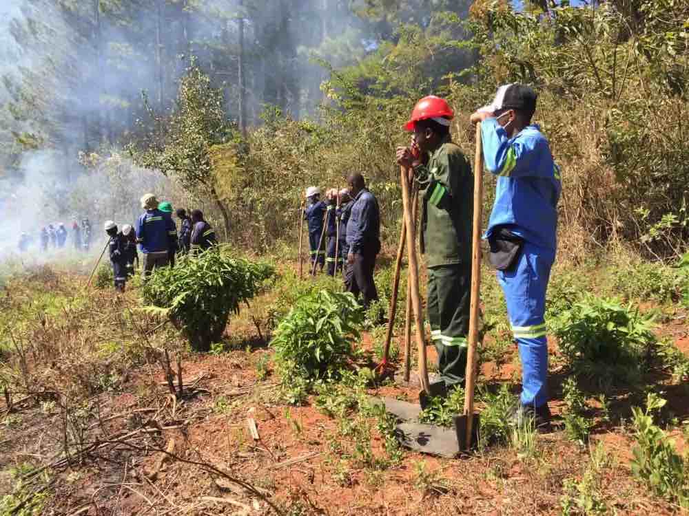 Fireguard burning at Nyabara Estate